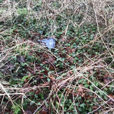 Courageous Advocacy - Litter Survey on Tom Burt's Hill