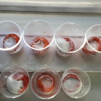 History - mummifying tomatoes