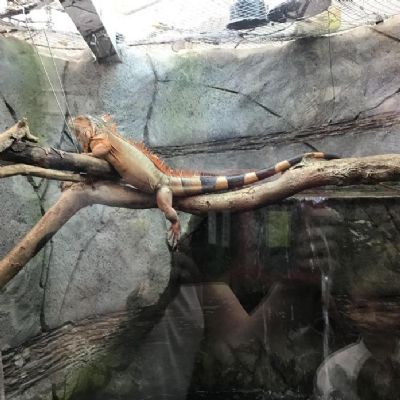 Trip to the Living Rainforest