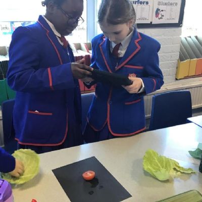 Year 6 were budding photographers today. We were inspired by the work of Edward Weston and took macro monochrome images of different fruit and vegetables.