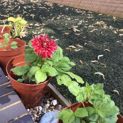 Some flowers have started to appear!