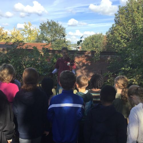 Planting Wyc Elm Tree