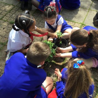 Week 1- Planting With Year 6